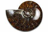 Polished Ammonite (Cleoniceras) Fossil - Madagascar #369619-1